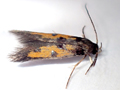 Chrysoclista linneella